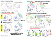 ねこみみメモ⑥構造と動き再検証