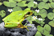 冬眠しないカエル