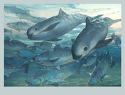 加湾石首鱼&小头鼠海豚
