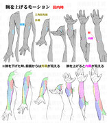 腕の回転：回内と回外の筋肉変化と肘関節の位置変化