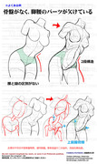 個人メモ：腰回りの二段階構造