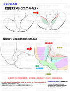 個人メモ：股間回りの構造