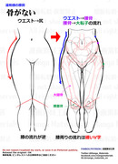 個人メモ：骨盤周りの構造