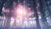 星光の森