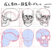 成人男性の頭蓋骨のボリューム