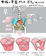 女性の骨盤のボリューム
