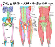 女性の胴体と大腿の構造（骨格、筋肉、脂肪）