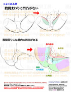 個人メモ：股間周りの凹凸