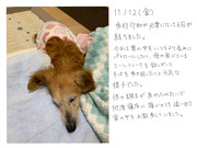 犬の日記