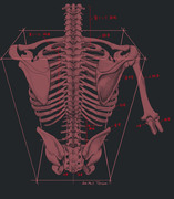 男性の胴体の骨格（背面）