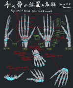 手の骨の位置と名称