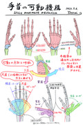 手首の可動機構