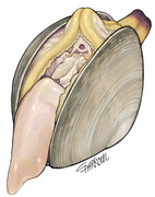 Quahog clam