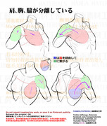 個人メモ：胸→腋→肩の繋がり