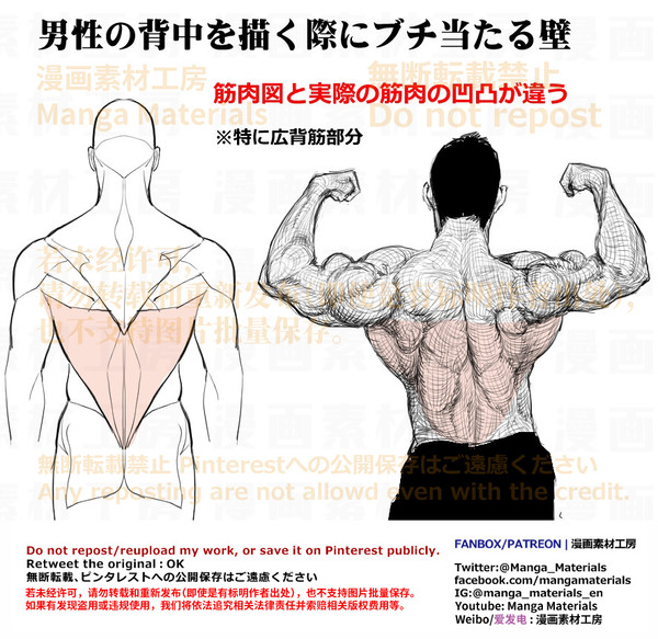 個人メモ：筋肉質な男性の背中・広背筋と深部筋