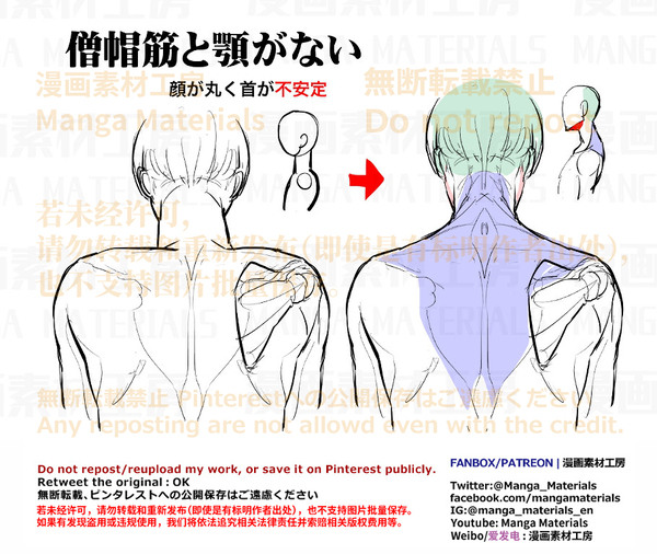 個人メモ：背中・僧帽筋と顎